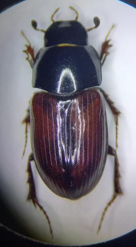 Réf. 323 092 : Biralus mahunkaorum